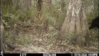 Florida Black Bears 