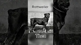 Dog breeds 100 Years Ago Vs now
