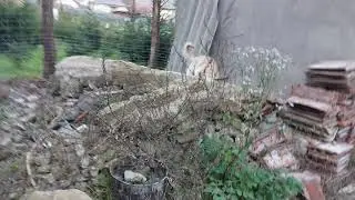 kerites