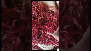 Syngenta Red Chilli | Guntur Lal Mirchi | Guntur Red Chili Price Today | Mirchi Ka Bhav | #redchili
