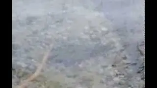 Atlantic salmon-salmo salar- spwaning on Torch Lake Michigan-2013