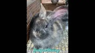 Bunny nose! #rabbit #tamuk #nose #twitch #bunny #cuteanimals
