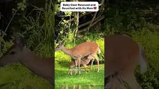 Baby Deer Rescued and Reunited with Its Mom❤️