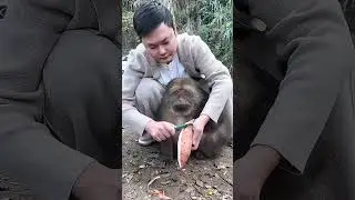 Man Surprises a Chubby Monkey With Sweet Potato😍❤️