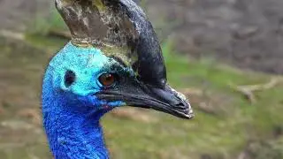 Most Dangerous Bird in the Earth Cassowary like a Dinosaur Genus | Jahangir Collection