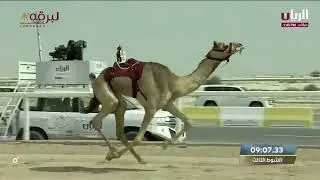 ش3 مخيفة لـ هجن الشحانية - مهرجان سمو الأمير 12-3-2023م الشلفة الذهبية ثنايا بكار عمانيات 11:56:16