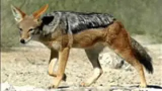 Silverback Jackal