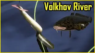 Burbot Miętus Eel Węgorz Volkhov Rzeka Wołchow #61 | Russian Fishing 4 RF4 SPOT