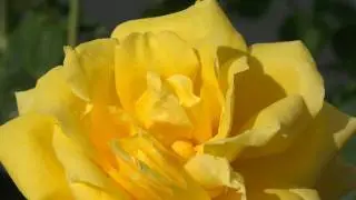 СПАСИБО ВАМ