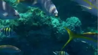 Snorkeling at The Indians - Norman Island, British Virgin Islands.