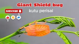 DISEKITAR KITA sedang live sekarang!Giant shield bug (kutu perisai, kutu busuk)