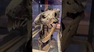 Dinosaur Highlights from Chicago&rsquo;s Field Museum