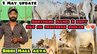 Northern Bypass Mandi Soda🔥❤️1 May Update 2025 | Sibbi Ke janwar agay | #cow #mandi