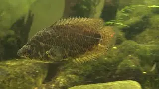 Leopard-Buschfisch (Ctenopoma acutirostre)