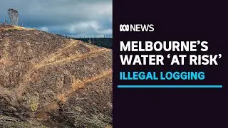 Melbourne's drinking water catchments at risk after 'systemic' illegal logging | ABC News