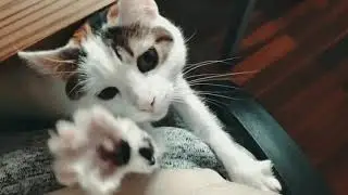 recuerdos hiruki