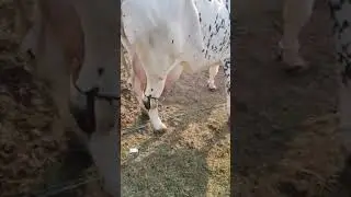 20 litre milk cow imran cattle farm