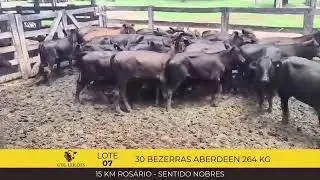 1º Leilão Digital Gado Terra Grande | A Nova Referência em Gado de Reposição no MT • Ao Vivo