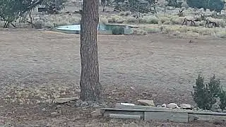 elk fighting