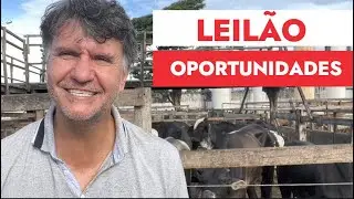 Dica de como comprar gado em leilão.