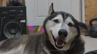 husky dog ear hematoma blood draining do it yourself at home surgery
