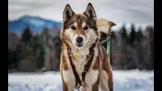 Balto, the sled dog | True Tales of Animals