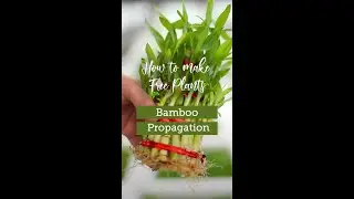 How To Make Free Plants : Lucky Bamboo