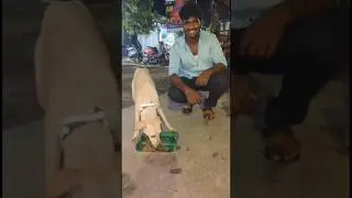 Save Street Animal's 🥹 #god #save #dog #street #animals #life #savestreetanimals #cow #dogs #food