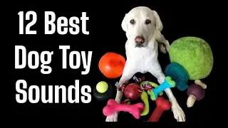 Squeaky Toy Sounds ,Sounds Dogs React To, Sound to attract dogs  #prankyourdog #squeaky