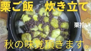 栗ご飯炊き立て頂きます。今シーズン5回目の栗ご飯です。