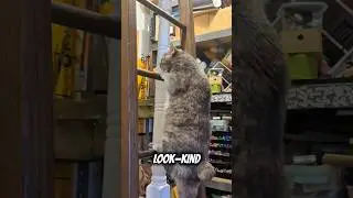 Why American Bobtail Cats Are the Coolest Felines! 😹🐈 #cats #meow #catslivesmatter