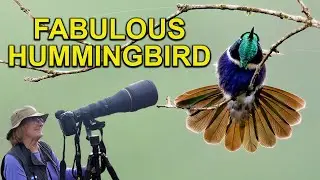 Fabulous HUMMINGBIRD and Famous MANED WOLF of Brazil