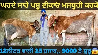 ਸਸਤੇ ਭਾਅ 4 ਗਾਵਾਂ ਵੀਕਾਓ। cows for sale/vadiya farm/25-1-26