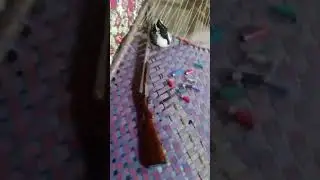 duck 🦆 haunting today is very beautiful shawlar duck 🦆 subscribe my channel thanks for watching