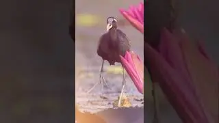 Discover the Hidden World of Monsoon Birding|#short#shorts#shortsfeed #shortsviral  #youtubeshorts