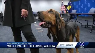 Omaha Police welcome new bloodhound onto the force