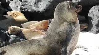 Galapagos - Espanol - Gardner Bay - Sea Lions
