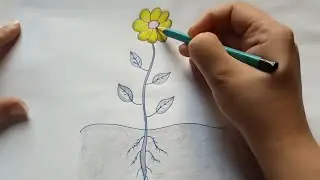 How to Draw a Plant