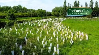 Middleton Wood Meadow Overview | 5 Year Collaborative Planting Project
