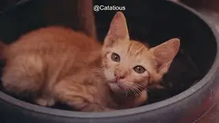 Why Your Cat Is Hiding and Not Eating: Common Causes and How to Help