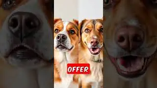 The Strongest Guard Dog in the World? 😱🐕 Pitbull vs Kangal ⚔️ #Pitbull #Kangal #GuardianDogs