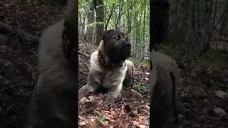 Top 6 Dogs Powerful Enough to Take Down a Kangal