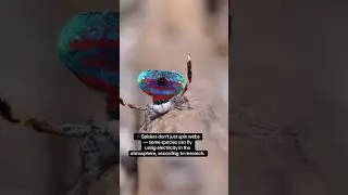 Spiders Can Fly Using Electricity ⚡ | FNR Facts