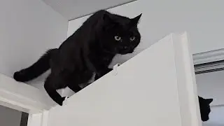 Cats' balance is just incredible.