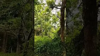 mere gaon ka jungle_______❤️ #fantasy #travel #love #reeredition #nature #remix