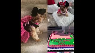 HOW TO THROW A DOG  BIRTHDAY PARTY