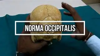 Norma Occipitalis