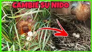 Otra vez ...incuban fuera del gallinero...tuve que perseguir a mi gallina que estaba clueca