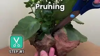 How to grow a healthy Flaming katy (Kalanchoe) with PlantIn app?