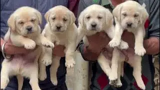 Labrador puppies for sale in delhi ncr - 7428876405